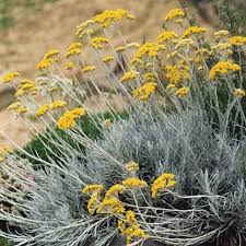 Image result for Helichrysum brassii
