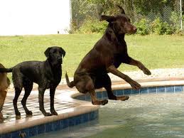 You can browse through all 1 job pet care center of apopka has to offer. Tour Pet Care Center S Beautiful Resort That Features A Doggy Swimming Pool And Parklands