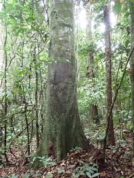 Image result for Tessmannia burttii