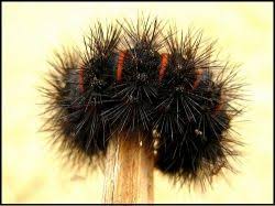 Black And Red Striped Fuzzy Caterpillar Did You Find A Black Fuzzy Caterpillar Does It Look Like This If So You Might Have A Giant Leopard Moth Caterpillar Sometime Fuzzy Caterpillar Black Fuzzy Caterpillar Black Caterpillar