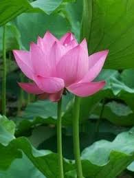 See more ideas about flowers photography, flowers, photography. Pink White Kamal Ka Phool Lotus Natural Rs 20 Piece Lotus Flowers Id 14307530973