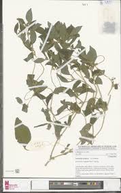 Image result for Tricalysia niamniamensis