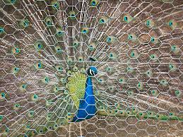 How to keep peacocks out of your garden. Should You Add Peacocks To Your Homestead Hello Homestead