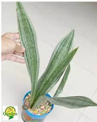 Characterised by its medium green mottled with forest green appearance, the very tips of the leaves tend to be pink in appearance, particularly when exposed to bright sunlight. Snake Plant Sansevieria Metallica Siam Silver 2 3 Leaves With Free Plastic Pot Pebbles And Garden Soil Rare Plant And 2 Stocks Only Lazada Ph