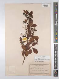 Image result for Searsia nebulosa