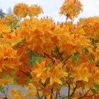 Hardiest Azaleas And Rhododendrons With Images Rhododendron Fragrant Garden Azaleas