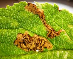 Image result for Stigmella malella