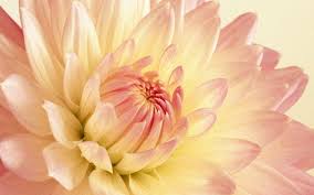 Check spelling or type a new query. Peony Wallpapers Wallpaper Cave