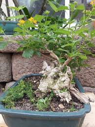 Maybe you would like to learn more about one of these? Lantana Bonsai Pohon Bonsai Bonsai Kebun