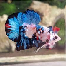 Ikan cupang (betta sp.) adalah ikan air tawar yang habitat asalnya adalah beberapa negara di asia tenggara, antara lain indonesia, thailand, malaysia, brunei darussalam, singapura, dan vietnam. Cupang Plakat Masuk Nominasi Ikan Cupang Aduan Termahal Di Indonesia Ringtimes Banyuwangi