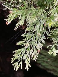 Image result for Polyphlebium