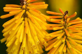 Image result for Kniphofia princeae