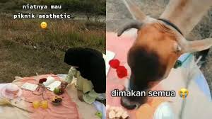 Preset alight motion ff si burhan minum teh botol lu punya gw jangan selingkuh tololl. Viral Video Tiktok Gagal Lakukan Piknik Estetik Karena Ulah Gerombolan Sapi Pengunggah Akui Panik Tribunnews Com Mobile
