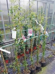 Ces plantes grimpantes peuvent avoir un feuillage persistant (les feuilles ne tombent pas en hiver) ou caduc (feuilles qui tombent en hiver). Plantes Grimpantes D Ombre Plein Soleil Pour Pergolas Vivaces Et Ou A Fleurs A Aubagne Vente Fleurs Et Plantes A Aubagne La Pepiniere D Aubagne De Patricia Samat