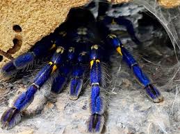 Formed in 1981 by drummer lars ulrich and guitarist and vocalist james hetfield, metallica have. Biete Poecilotheria Metallica 0 0 5 In Der 7 Cottbus