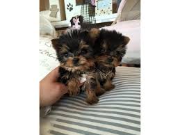 University dr davie, fl 33328 www.teacupspuppies.com. Teacup Yorkie Puppies For Adoption 215 596 1217 Animals Austin Texas Announcement 98947