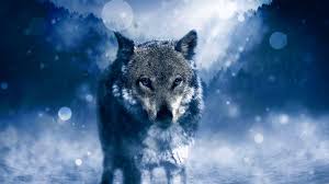 Check spelling or type a new query. 4k Ultra Hd Wolf Wallpapers Top Free 4k Ultra Hd Wolf Backgrounds Wallpaperaccess