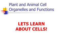Parts central vacuole animal cells: Plant And Animal Cell Organelles And Functions Ppt Video Online Download