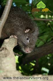 Image result for Habenaria insolita