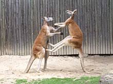 Joey means any kind of young child or animal in australia. Kangaroo Wikipedia