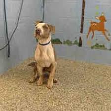 Animal shelter adopt a pet; Pin On Dogs To Adopt