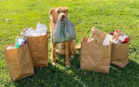 What should i do if my dog won't pick me up? Stephen Haynes Dog Specialist