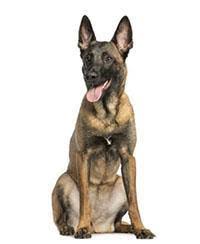 Belçika çoban köpeklerinin dört farklı tipinden bir tanesi ve sanıyoruz ki dünyada ve ülkemizde en popüler olanı. Malinois Intelligent Tuchtig Und Menschenfreundlich Pedigree