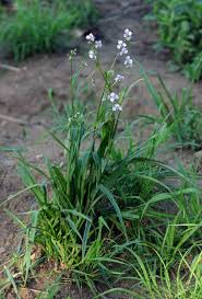 Image result for Murdannia simplex