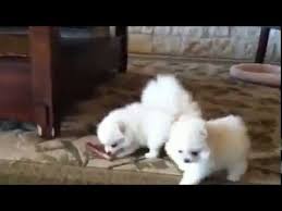 Teacup dog breeds price in india. Rolly Teacup Puppies For Sale In India Price 08 2021