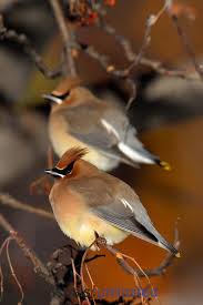 Cedar Waxwing Brown Birds That Look Like Cardinals Cedar Waxwings Perched In Crab Apple Tree New Hampshire Beautiful Birds Pet Birds Cedar Waxwing