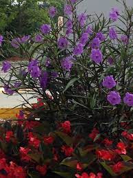 Pin On Mygardenanswers