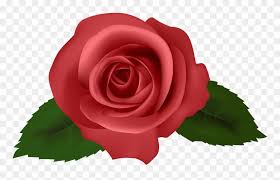 See more ideas about rose flower wallpaper, flower wallpaper, rose flower. Wallpaper Roses Full Hd Wallpaper Roses Full Hd Pinks Red Flowers Png Clipart 1091672 Pinclipart