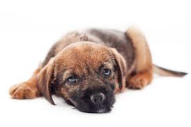 Image result for border teriér