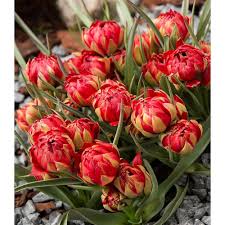 'i'm the only woman stupid enough to do this job'. Tulip Humilis Samantha White Flower Farm