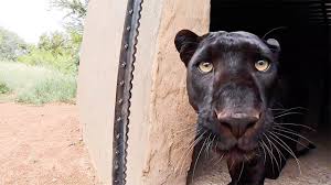 The black leopard brand was born out of the fire of revolution. Typical Black Leopard Behaviour The Lion Whisperer Youtube