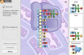 Unzipping of dna, formation of mrna, attaching of mrna to the ribosome, and linking of amino acids to form a protein. Rna And Protein Synthesis Gizmo Lesson Info Explorelearning