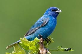 Backyard Birds Of Middle Tennessee Ten Most Beautiful Species Of Birds In Tennessee Birds Bird Species Backyard Birds