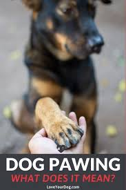 Why Is My Dog Pawing At Me 10 Reasons They Want Your Attention In 2020 With Images Dog Paws Dogs Dog Care
