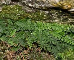 Image result for Vandenboschia