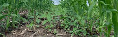 Check spelling or type a new query. Herbicide Comparison For Residual Waterhemp Control In Corn Wisconsin Weed Science