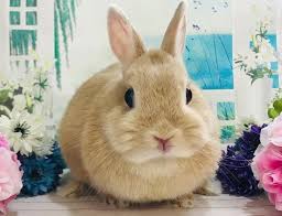 Maybe you would like to learn more about one of these? Cute Rabbit Names 150 Adorable Names To Give A Bunny Petpress