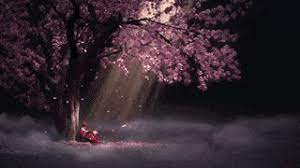 If you're looking for the best cherry blossom background then wallpapertag is the place to be. Top 30 Sakura Tree Gifs Find The Best Gif On Gfycat