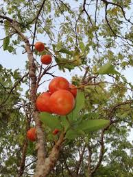 Image result for Olax obtusifolia