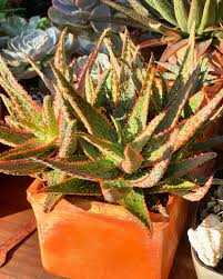 Image result for Aloe zebrina
