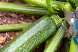 Check spelling or type a new query. Harvesting Zucchini