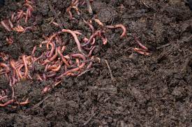 Top 10 Places To Sell Vermicompost
