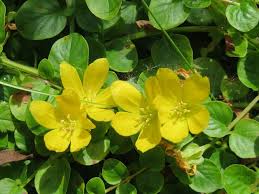 It can be aggressive and invasive, though, so growing creeping jenny in a pot is a great way to enjoy this perennial without letting it take over the whole garden or flower bed. Buy Lysimachia Nummularia Creeping Jenny From Shire Plants