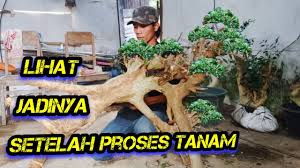Lihat Motifnya Sesudah Tanam Bahan Bonsai Serut Jumbo Youtube
