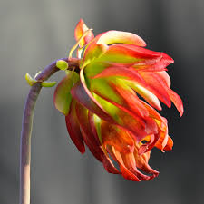 Image result for Leucas tettensis