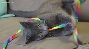 Catpawcino is a garden themed cat café that aims to create the feeling of relaxing outdoors, indoors. Bentley Friends Catnip Cat Cafe 11alive Com